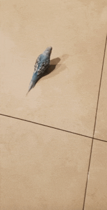 a small blue and white bird is sitting on a tiled floor