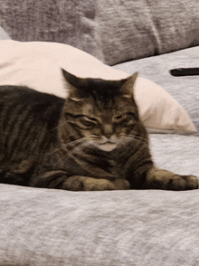 a cat is laying on a grey couch with a white pillow in the background