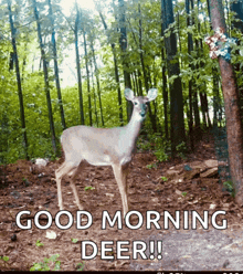 a picture of a deer in the woods with the caption " good morning deer !! "