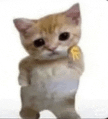 a kitten is standing on its hind legs and holding a banana in its paw .