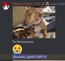 a screenshot of sleepyurisleep 's chat with a dog