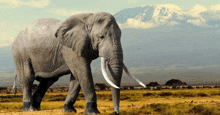 an elephant with a mountain in the background is walking through a field