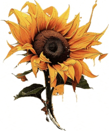 a painting of a sunflower with water drops on it