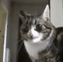 a gray and white cat is looking at the camera .