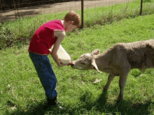 a young boy is feeding a calf from a bottle in a field .