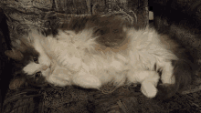 a fluffy brown and white cat laying on its back