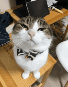 a cat wearing a collar with a bell on it looks at the camera