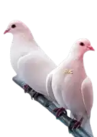 two white pigeons are perched on a wire with the letters a.c. on the bottom