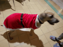 a dog wearing a santa claus outfit is standing on a tile floor