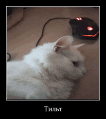 a picture of a white cat next to a computer mouse with the word tillt written on the bottom