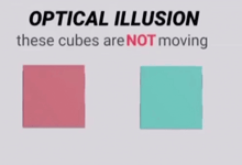 optical illusion these cubes are not moving is displayed on a white background