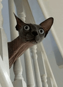 a hairless cat is peeking over a white railing on a set of stairs .