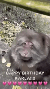 a monkey is smiling and eating a piece of fruit .