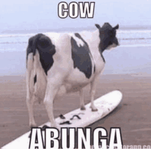 a cow standing on top of a surfboard on the beach with the caption cow abunga