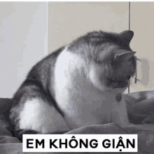 a cat sits on a bed next to a sign that says emkhonggian