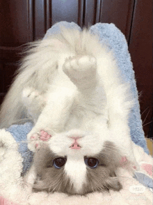 a fluffy white cat is laying on its back on a blue blanket .