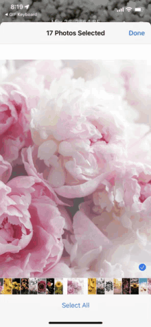 a phone screen shows a bunch of pink flowers and the words 17 photos selected