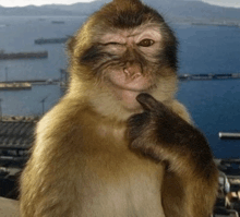 a close up of a monkey giving a thumbs up in front of a body of water