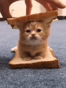 a kitten is sitting on a piece of bread with a slice of bread on its head .