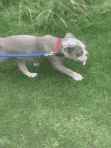 a dog with a red collar is walking on a leash in the grass