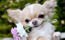 a chihuahua puppy is holding a flower in its mouth .