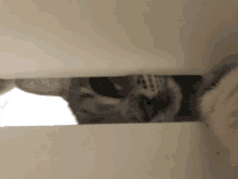 a close up of a cat 's face looking through a white box