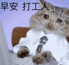 a cat wearing a tie and a white shirt is sitting at a desk .