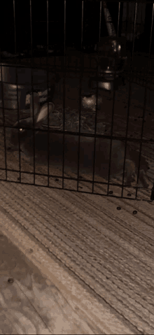 a rabbit in a cage with a bowl of hay