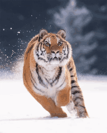 a tiger is running through a snowy field and looking at the camera