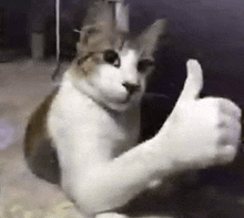 a brown and white cat is giving a thumbs up sign .