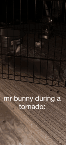 a rabbit in a cage with the words mr bunny during a tornado