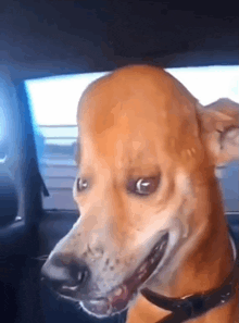 a brown dog is sitting in the back seat of a car