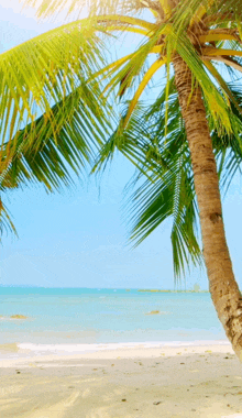 a palm tree on a beach with the ocean behind it