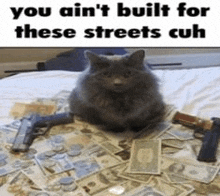 a cat is sitting on top of a pile of money .