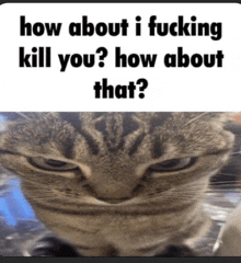 a picture of a cat with the words how about i fucking kill you ? how about that