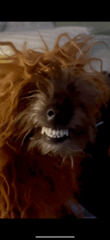 a close up of a chewbacca dog with a fake smile