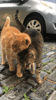 two cats are standing next to each other on a sidewalk in front of a silver car