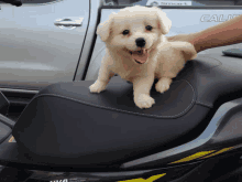 a small puppy is sitting on a motorcycle seat in front of a smart car