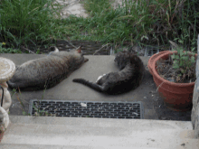 two cats laying on a concrete sidewalk next to a flower pot