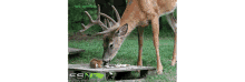 a deer and a squirrel are eating from a wooden pallet with the fsn logo in the corner