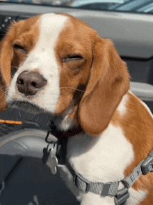 a brown and white dog with its eyes closed wearing a collar