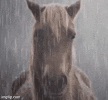 a close up of a horse in the rain .