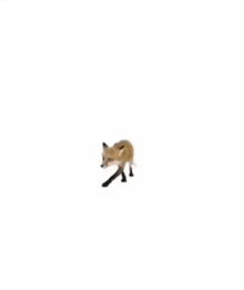 a fox is sitting on a white background looking at the camera