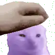 a person is petting a purple cat 's head .