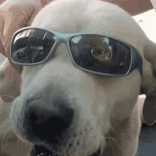 a white dog wearing sunglasses with a reflection of trees