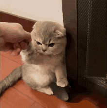 a person is petting a cat 's paw while it looks angry .