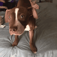 a brown and white dog is standing on a bed looking at the camera