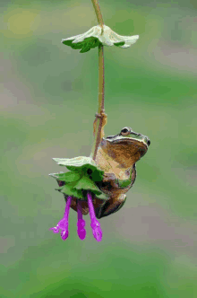 a frog hanging from a plant with purple flowers