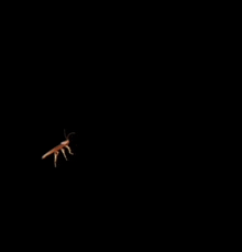 a cockroach is flying in the dark on a black background