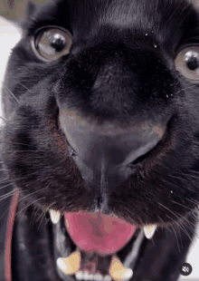 a close up of a black cat 's face with its tongue out